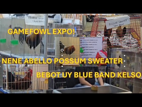 Gamefowl Expo - Nene Abello 's Sweater / Bebot Uy 's blue band kelso