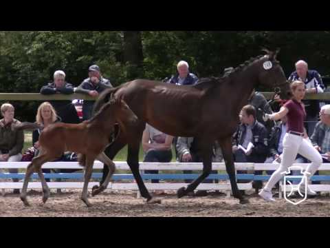 SL149CH Hengstfohlen von Livello - Corrado I - Cor de la Bryére