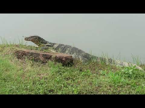 Surrounded by Monitor Lizards in Bangkok