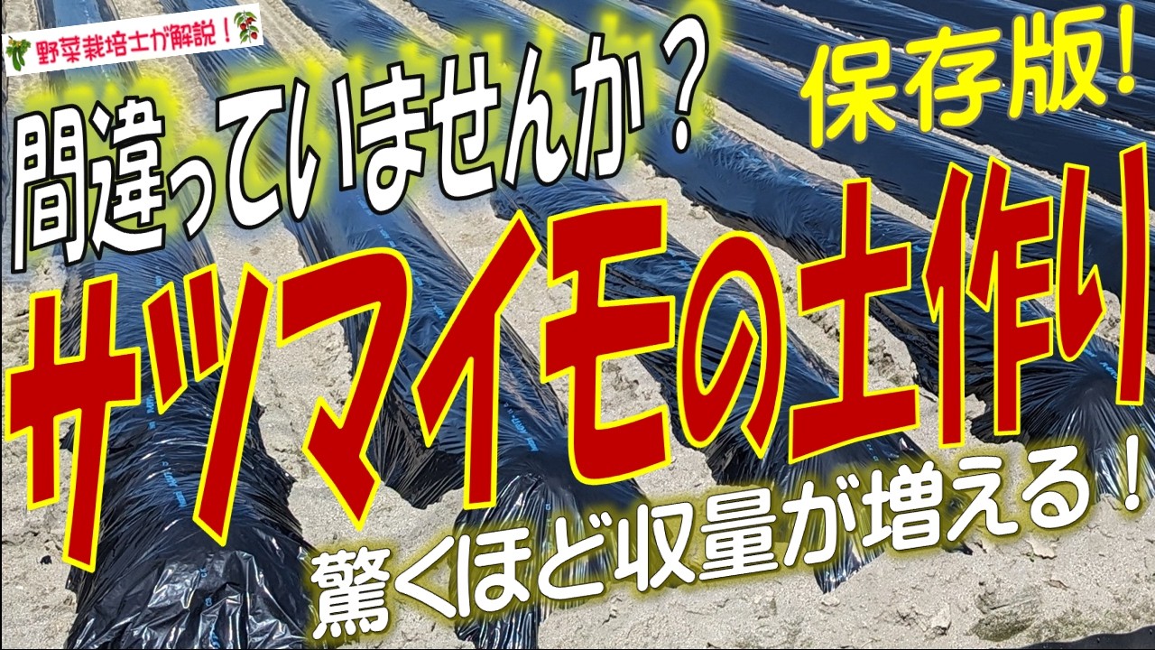 サツマイモの土作り！イモの収量が増える土作りのコツとポイント！土作りはいつから始めてどうやるの？