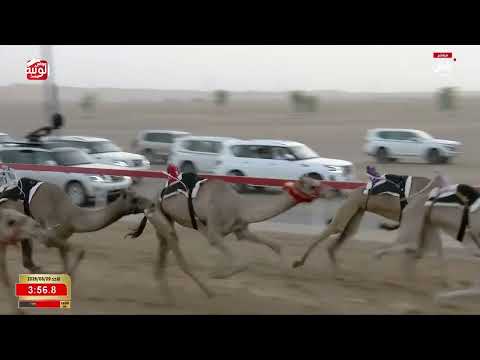 ش 4 (زاخر) لـ سهيل احمد بن دري الفلاحي 6:31:21 ، مهرجان العين 2026/08/09  زمول الروضة