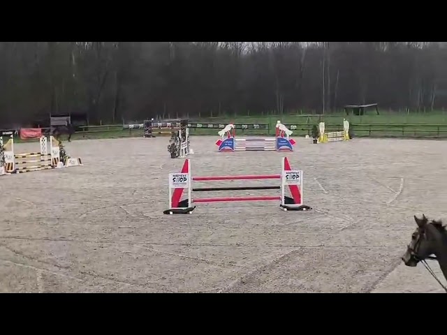 A vendre Hongre de 6 ans SBS 