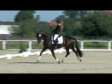 Casalido S *2016 by Casalido x Cartani