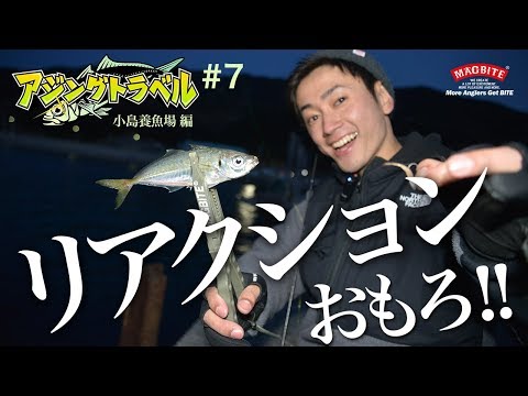 《 アジングトラベル vol.7》おもろ！！リアクションで狙うアジング！