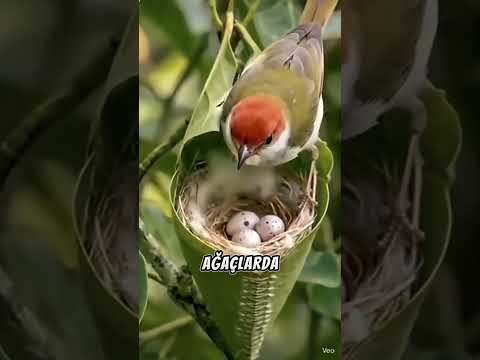 Bu Kuş Gerçekten Dikiş Mi Dikiyor?😲🐦