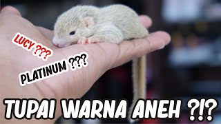 CARE FOR BABY WHITE COCONUT Squirrels FROM BREED TO GREAT - BAJING MORPH