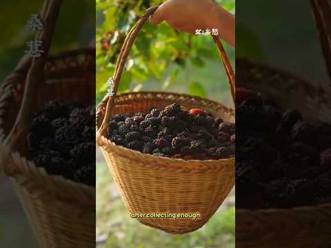 Turning mulberry fruit into delicious brownies! sc : 乡愁 #shorts #mulberrytree