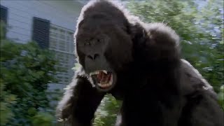 Don't Get Body Slammed by a Lowland Gorilla