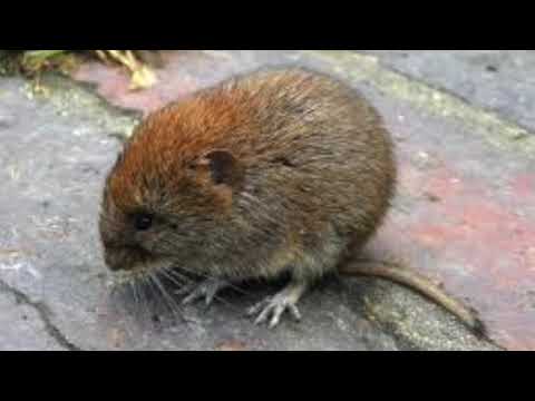 モグラとハタネズミの見分け方