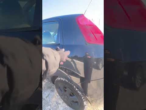 фото fiat punto iii grande punto 0