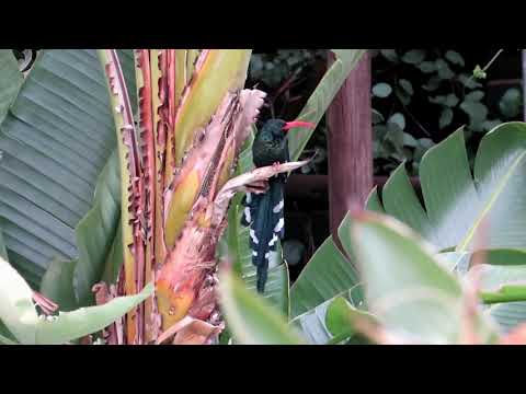 Johannesburg garden birds with calls 1