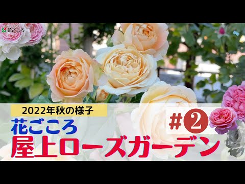園芸 ブルーウッドアスター、ハートリーブアスター