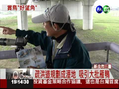 疏洪道大變身 新北市賞鳥勝地