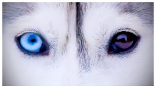My Dog Has DEMON EYES! (The real story behind my husky’s eyes)