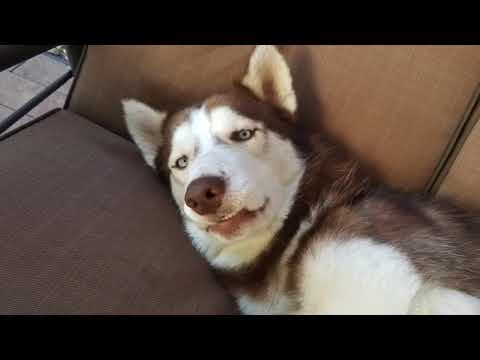 SCOUT, an adopted Siberian Husky in Lincoln, NE_image-1