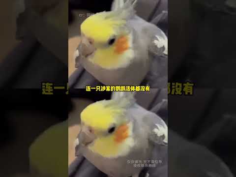 律師法庭開嗆：別耽誤我勝率！鸚鵡亂入爆笑反轉 #鸚鵡 #法官 #律師 #搞笑 #反轉