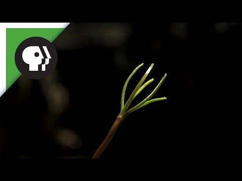 Why the Giant Sequoia Needs Fire to Grow