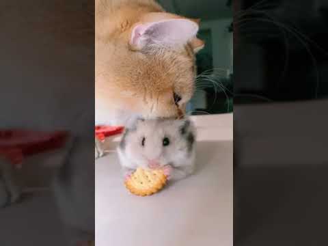 Funny Cat Eating Hamster 😍