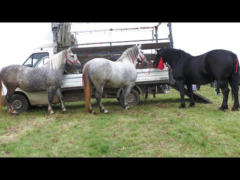 Iepele lui Daniel Șuta de la Satu Mare 2022