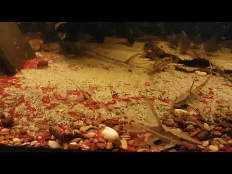 Sturisoma festivum und Panzerwelsgruppe beim Füttern