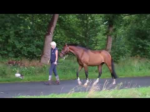 Tochter des Belissimo M x Demagio