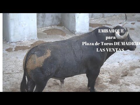 🍀LA FERIA MÁS IMPORTANTE DEL MUNDO… El Importante EMBARQUE VICTORINOS Plaza de MADRID LAS VENTAS