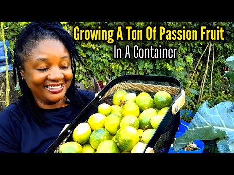 Container Permaculture: Giant Passion Fruit Harvest