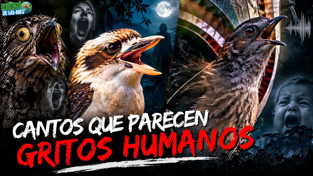 AVES que "GRITAN COMO HUMANOS... ¡Sus Sonidos Dan Miedo!