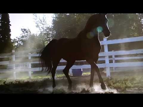 WILD MUSTANG(FROM FLICKA 3)