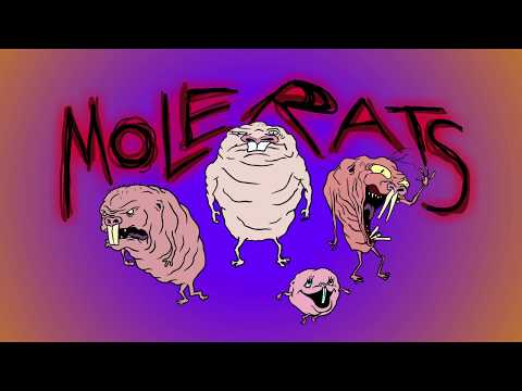 Molerats
