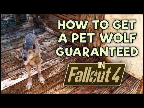 How to Get a Pet Wolf in Fallout 4 Guaranteed!