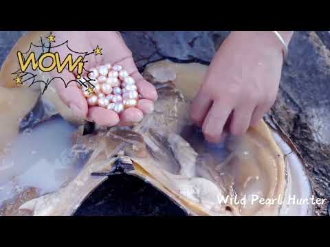 Huge surprise, pearl hunters find the perfect pink freshwater pearl