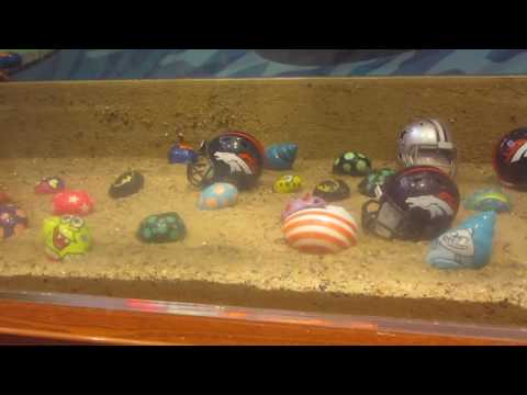 Vlog #1: Getting My New Hermit Crabs!