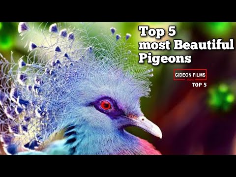 , title : 'Top 5 most beautiful pigeons in the world | Fancy Pigeons in the World | Best Pigeons.'