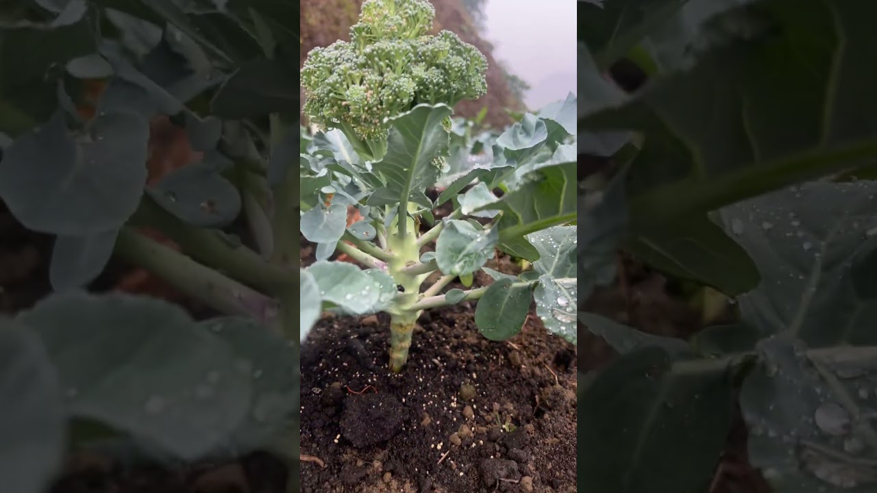 Happy Gardening #gardening #garden #organic