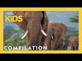 Animal Showdown 🐻🐊🦅 | 25 Minutes | Nat Geo Kids Compilation | @natgeokids
