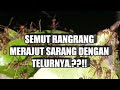 Semut Rangrang Merajut Sarang Semutrangrangmembuatsarang