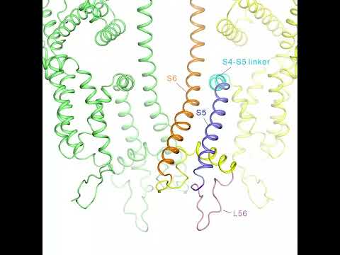 医学科 New Study Unveils the Impact of Mutations in the Calcium Release Channel on Muscle Diseases