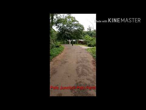 Shaji Pappan Theme Song Dog Version