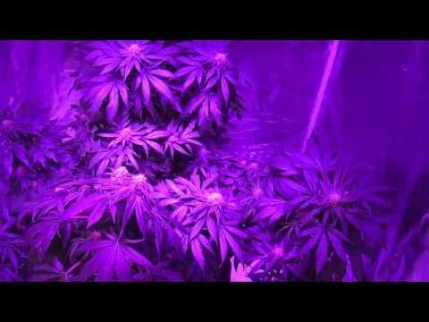 Pt. 3: Pro-Grow 400X LED grow light - Nirvana's Eldorado Mexican Sativa