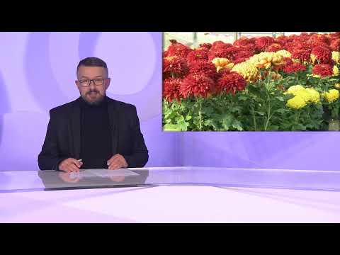 DNEVNIK 29.10.2022. Osječka televizija