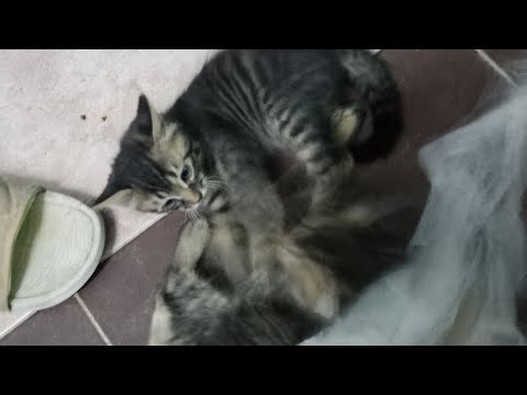 Beautiful Cat fight 😺😺😺😺
