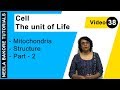 Cell The Unit Of Life NEET Mitochondria Structure Part 2 Neela Bakore Tutorials