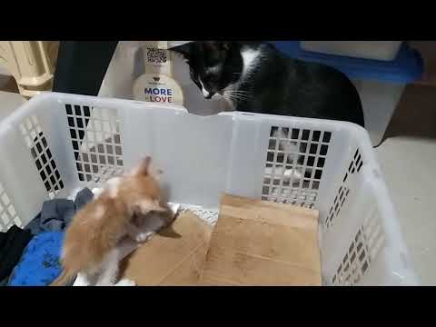 Kris and Jelly's Playtime 😺😻