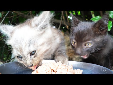 母猫に給餌したらかわいい子猫たちがぞくぞくと出てきた 野良猫 感動猫動画