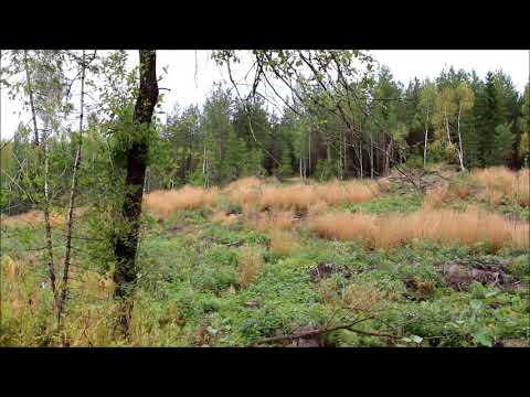 Jakt med tax - Hilbert och vitsvanshjort II