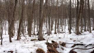 Wacky Weather - Winter Changes Back to Autumn in 2 Days at Hidden Hollows