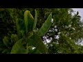 Its A Rainy Day 4k Hdr Rain Status Nature Whatsapp Status Tum Kyu Chale Ate Ho Slowed Ron Editxx