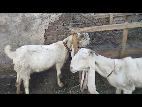 world most powerful gulabi goat breed and information