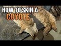 From Pelt to Profit: How to Skin a Coyote